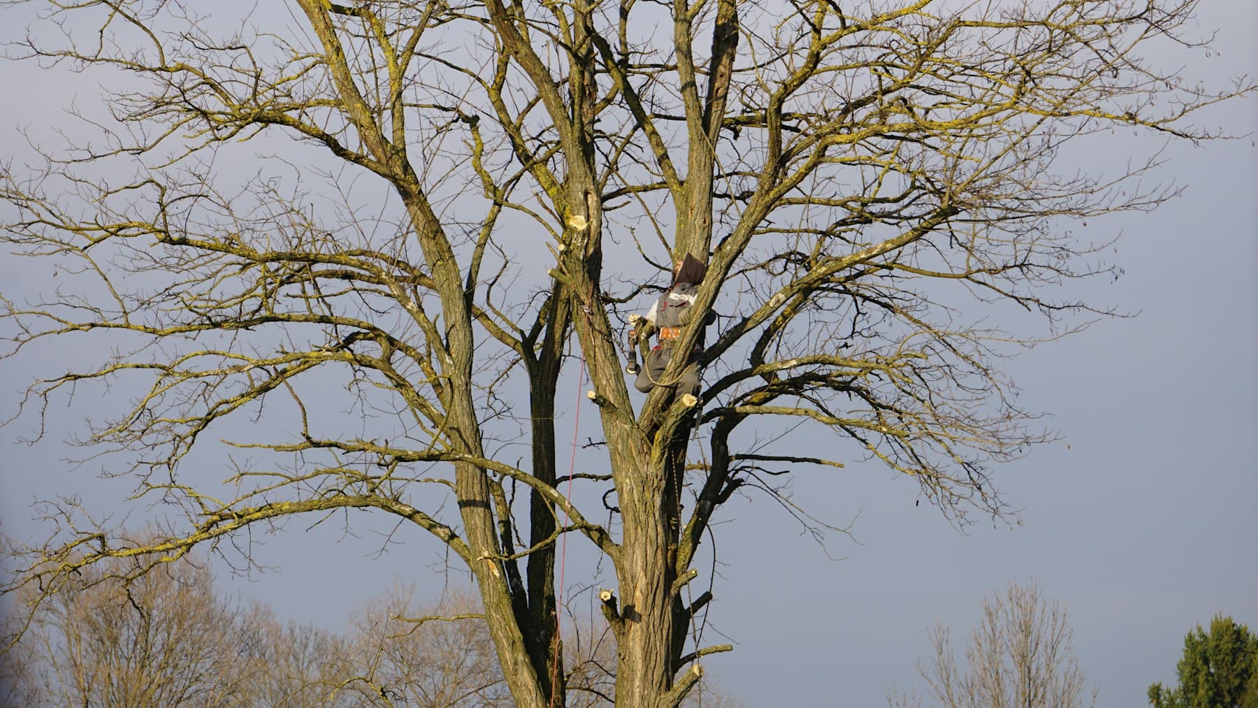 Grand arbre taillé en hiver sous le ciel