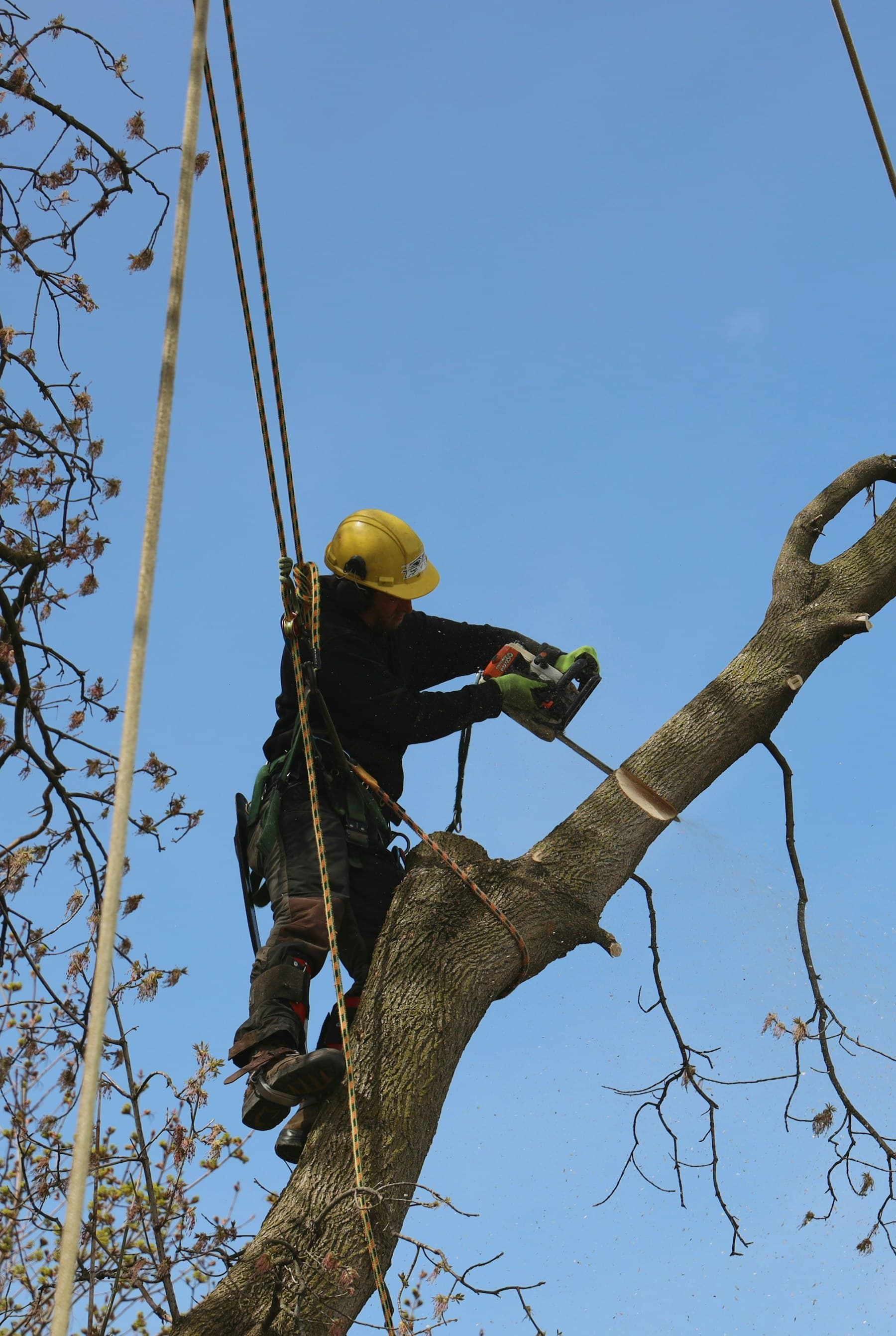 Élagueur au casque jaune sous un ciel bleu