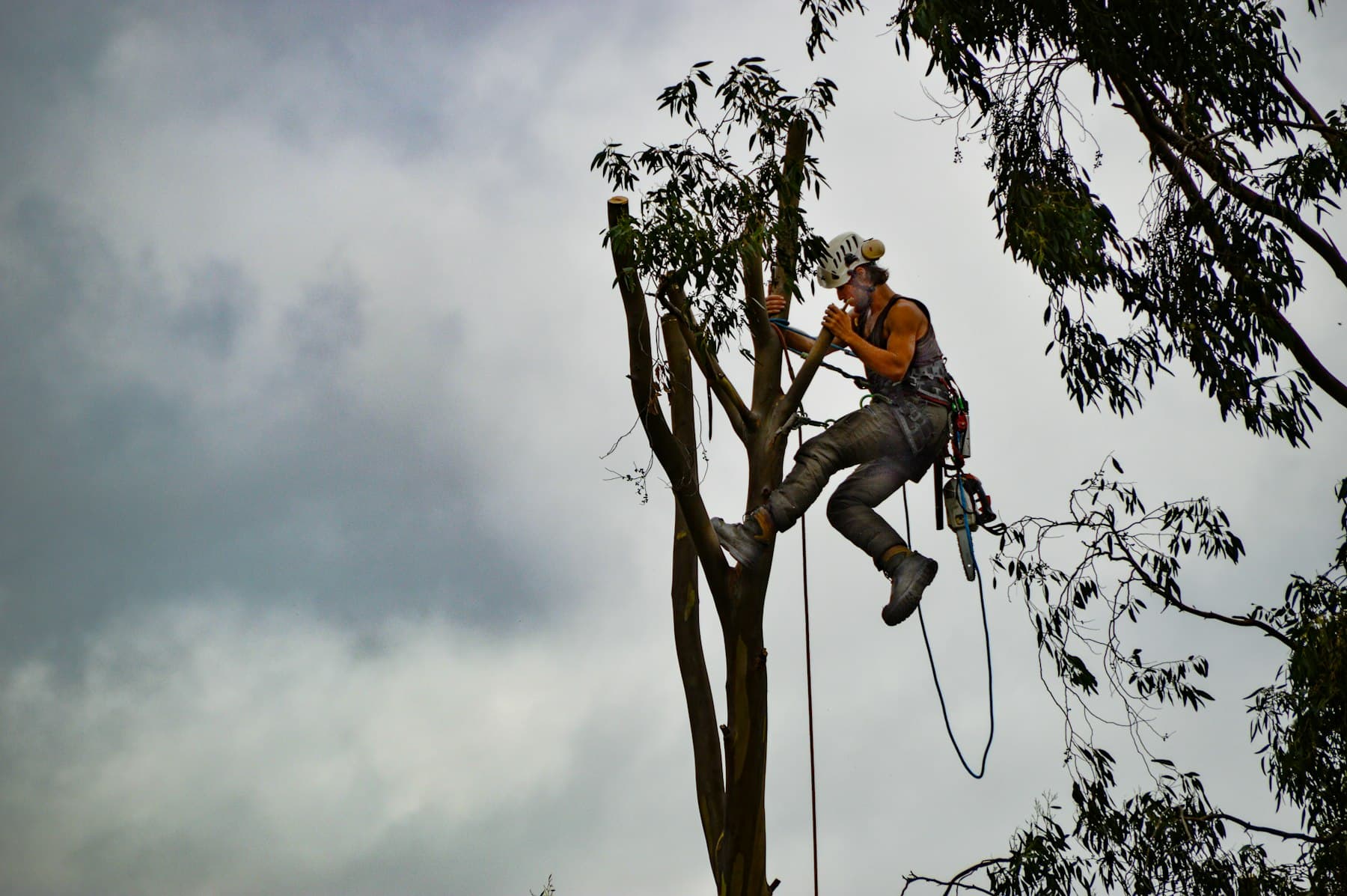 Élagueur démontant un arbre depuis la cime