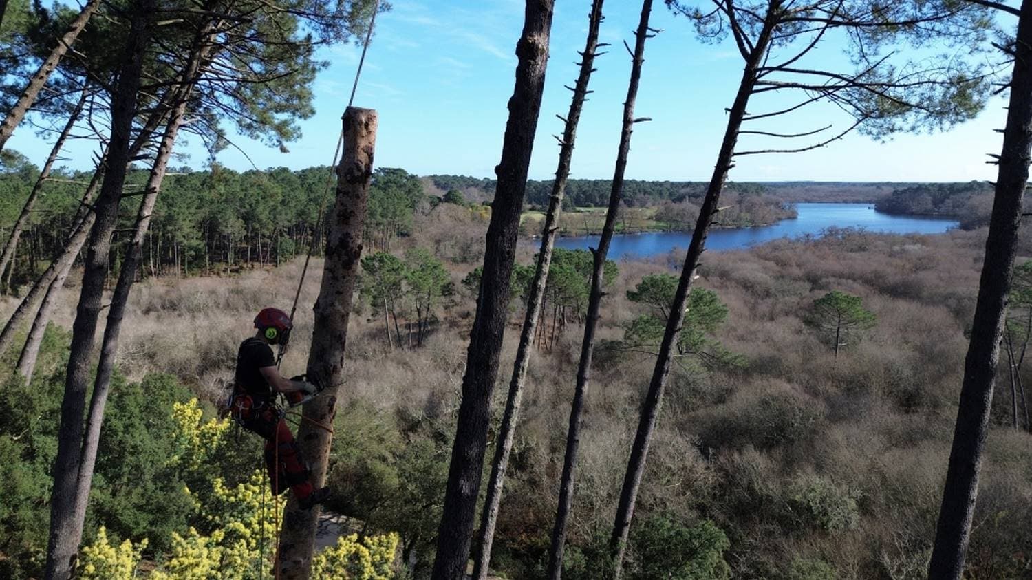 Élagueur dans une pinède au-dessus d’un lac