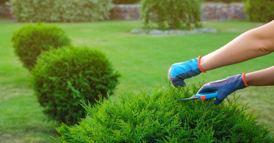 Taille de haie et d’arbustes au sécateur dans un jardin
